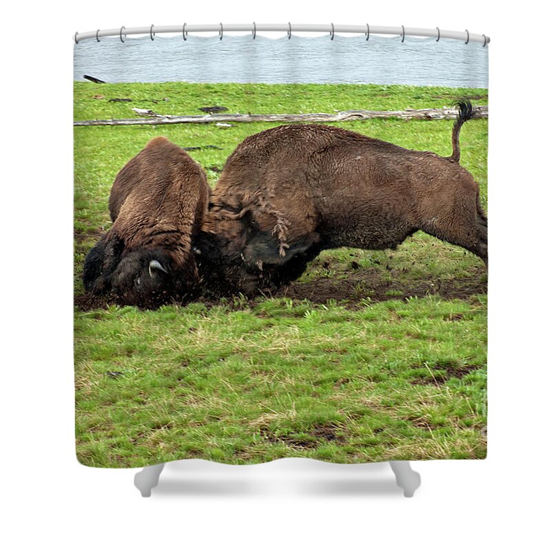 Bison Shower Curtain featuring the photograph Bison fighting by Cindy Murphy - NightVisions