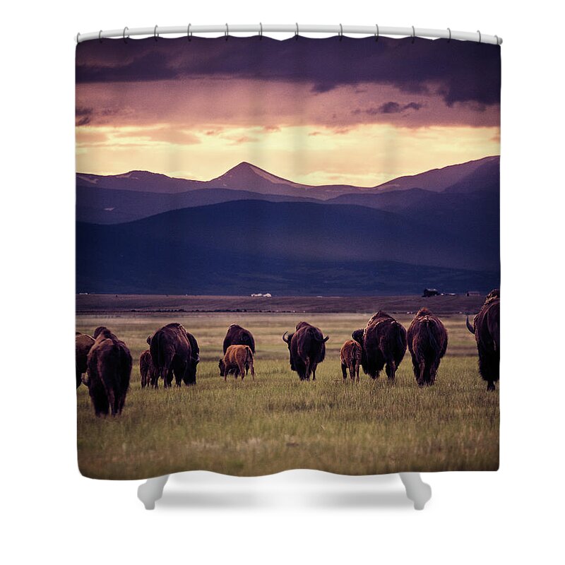 American West Shower Curtain featuring the photograph Bison Herd into the sunset by Chris Bordeleau