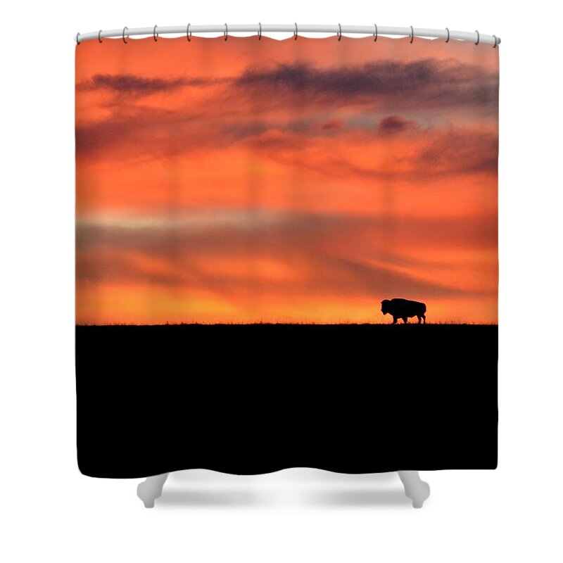  Shower Curtain featuring the photograph Bison in the Morning Light by Keith Stokes