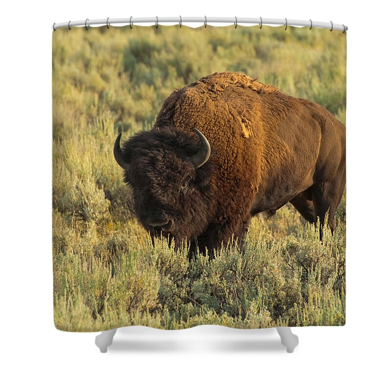 American Bison Shower Curtain featuring the photograph Bison by Sebastian Musial