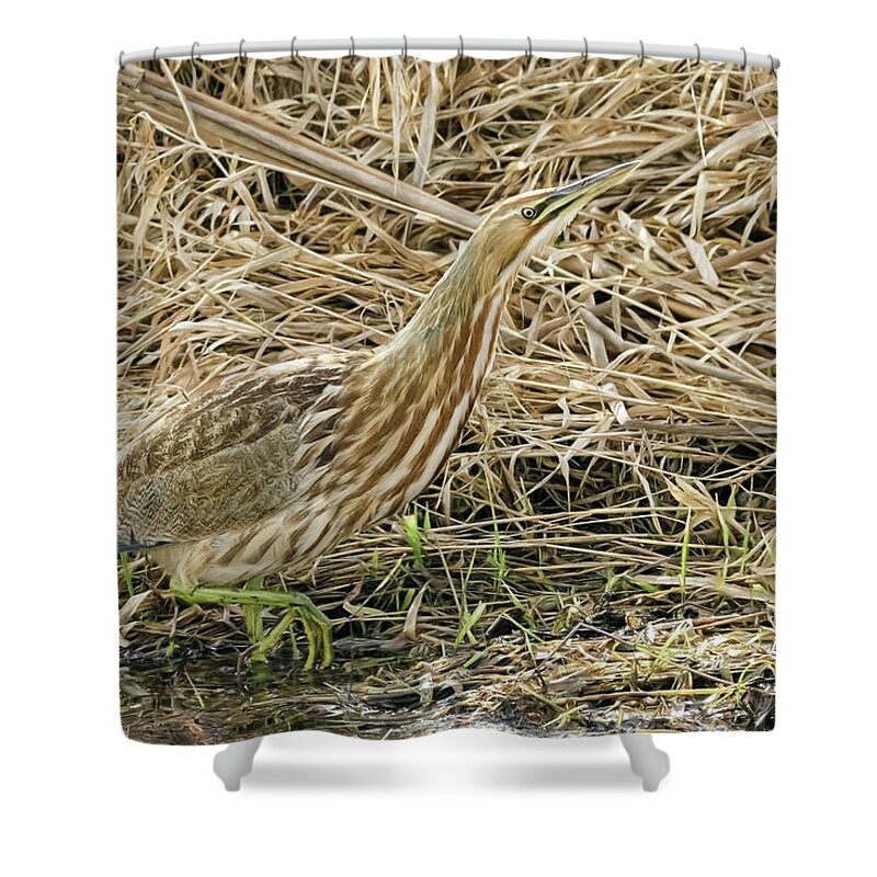 Bittern On The Hunt Shower Curtain featuring the photograph Bittern on the Hunt by Wes and Dotty Weber