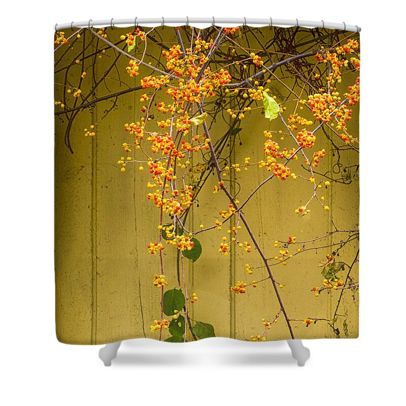 Cone Flowers Shower Curtain featuring the photograph Bittersweet Vine by Tom Singleton
