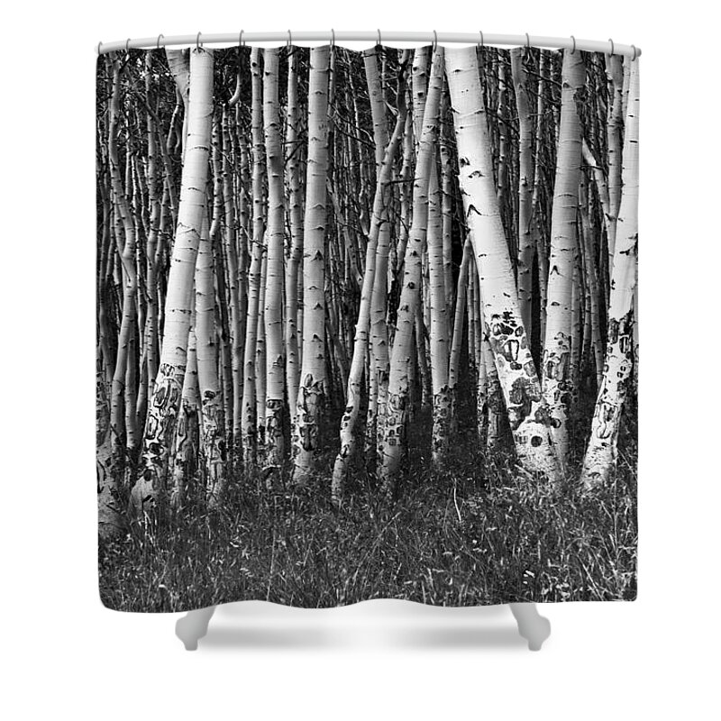 Aspens Shower Curtain featuring the photograph Black and White Aspens by Harold Stinnette