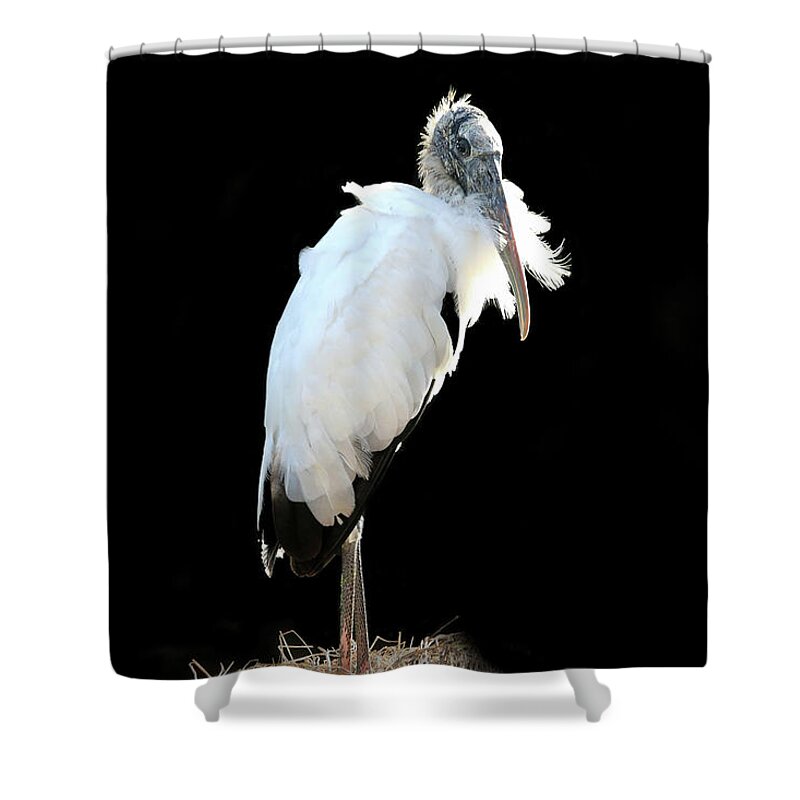 Wood Stork Shower Curtain featuring the photograph Black and White by Donna Kennedy