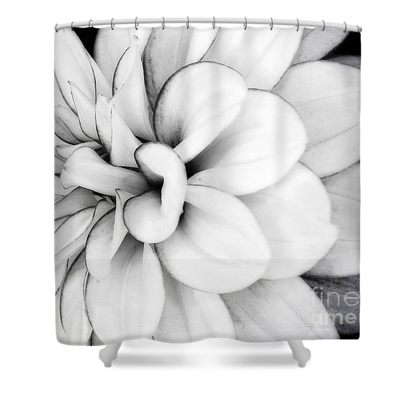 Black And White Fine Wall Art Print Shower Curtain featuring the photograph Black and White Fine Wall Art Dahlia Print by Gwen Gibson