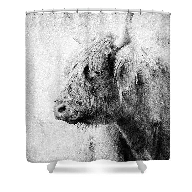 Scottish Highland Cattle Shower Curtain featuring the photograph Black And White Highlander Cow by Athena Mckinzie