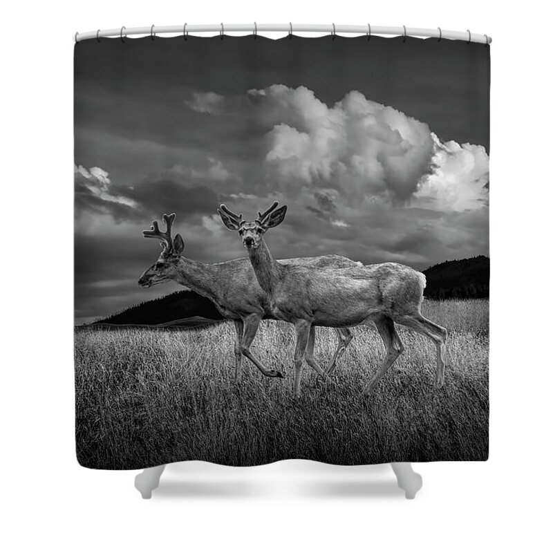 Deer Shower Curtain featuring the photograph Black and White of Male Mule Deer with Velvet Antlers by Randall Nyhof