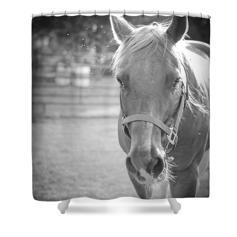 Kelly Hazel Shower Curtain featuring the photograph Black and White Portrait of a Horse in the Sun by Kelly Hazel