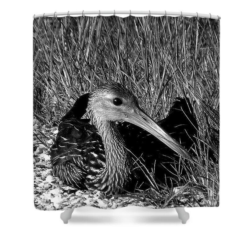 Black And White Shower Curtain featuring the photograph Black and White Resting Limpkin Bird by Christopher Mercer
