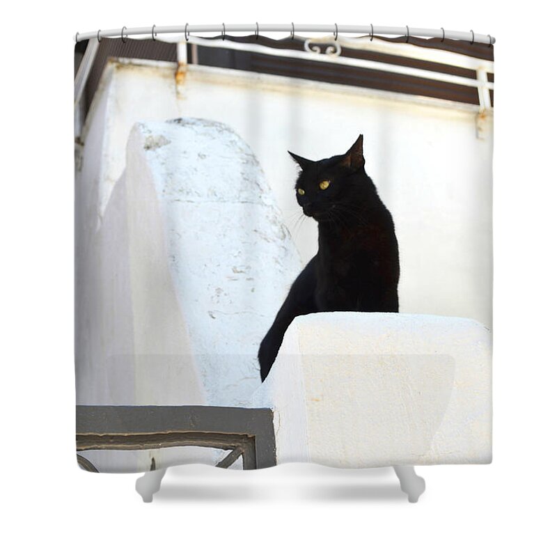 Cat Shower Curtain featuring the photograph Black and white by Rumiana Nikolova