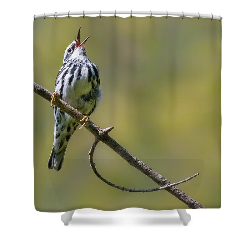 Black And White Warbler Shower Curtain featuring the photograph Black and White Warbler by Bill Wakeley