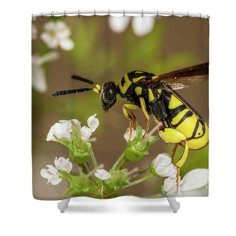 2018 Shower Curtain featuring the photograph Black and yellow on Coriander by Shawn Jeffries