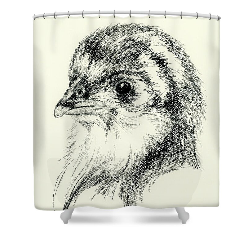 Chick Shower Curtain featuring the drawing Black Australorp Chick in Charcoal by MM Anderson