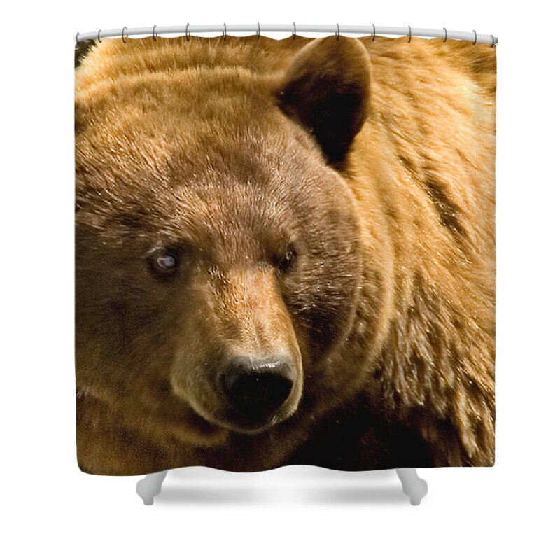 Bear Shower Curtain featuring the photograph Black Bear by Gary Beeler