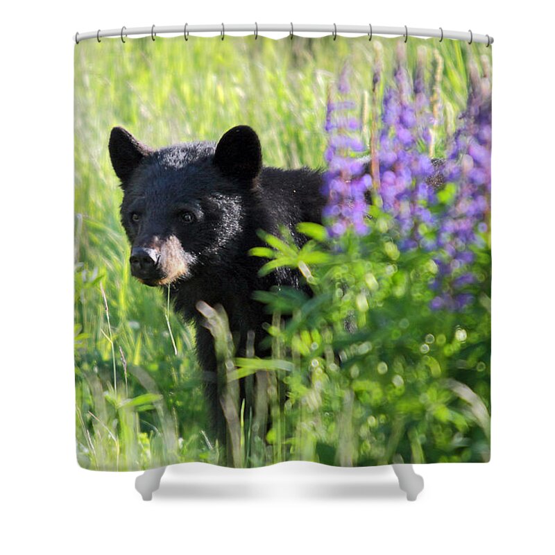 Black Shower Curtain featuring the photograph Black bear hiding behind lupines by Pierre Leclerc Photography