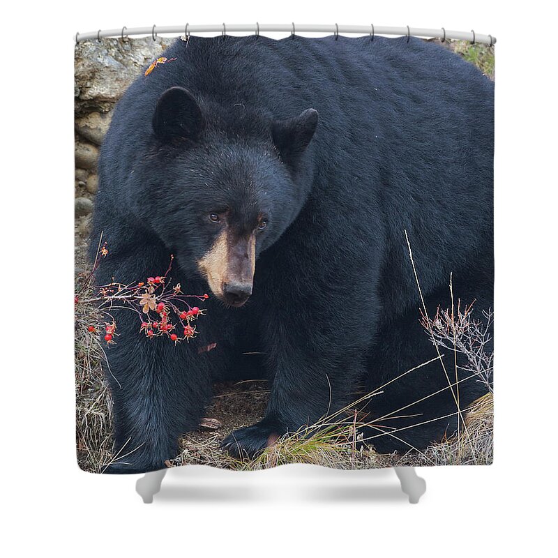 Mark Miller Photos Shower Curtain featuring the photograph Black Bear in Fall Eating Berries, Yellowstone National Park by Mark Miller