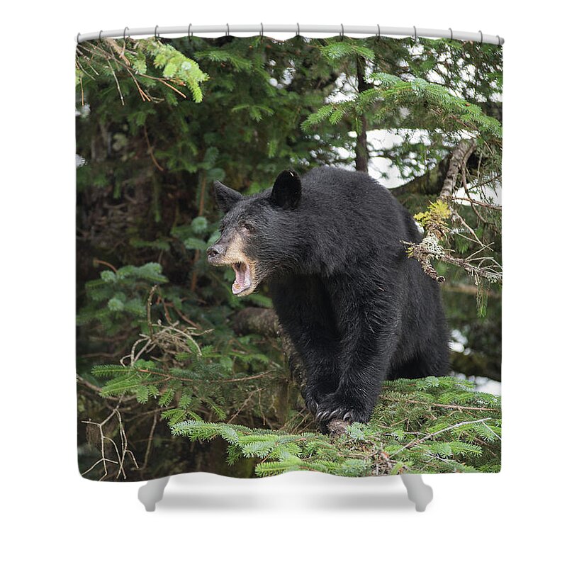 Black Bear Shower Curtain featuring the photograph Black Bear Yawn by David Kirby