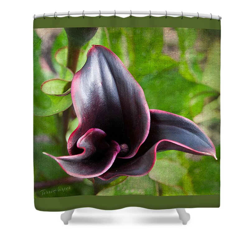 Black Calla Lily Shower Curtain featuring the photograph Black Beauty by Terri Harper
