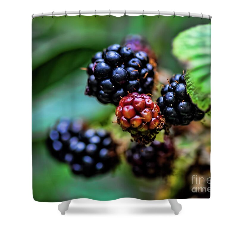Berries Shower Curtain featuring the photograph Black Berries by Shirley Mangini