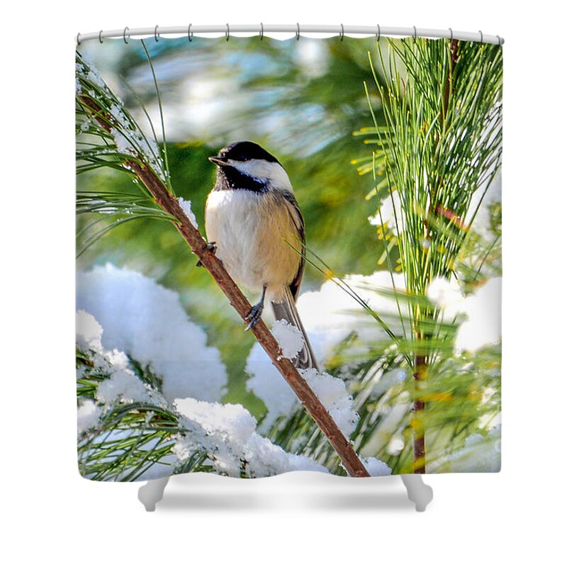 Black-capped Shower Curtain featuring the photograph Black-Capped Chickadee by Lisa Kilby