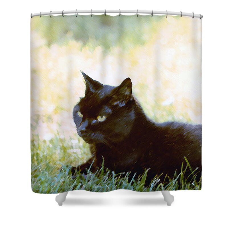 Black Cat Shower Curtain featuring the photograph Black Cat in the Sun by Geoff Jewett
