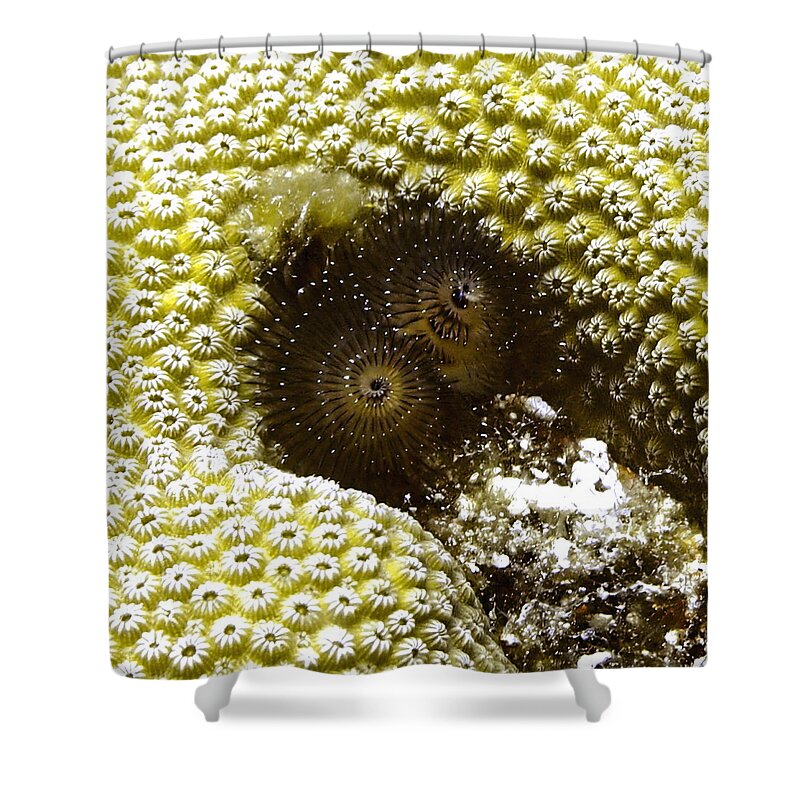 Christmas Tree Worm Shower Curtain featuring the photograph Black Christmas Tree Worm by Amy McDaniel