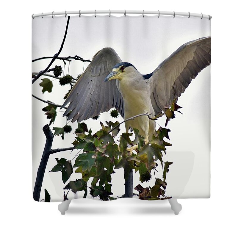 Linda Brody Shower Curtain featuring the photograph Black Crowned Night Heron 1 by Linda Brody
