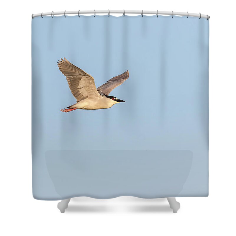 Black-crowned Night Heron Shower Curtain featuring the photograph Black-crowned Night Heron 2017-6 by Thomas Young