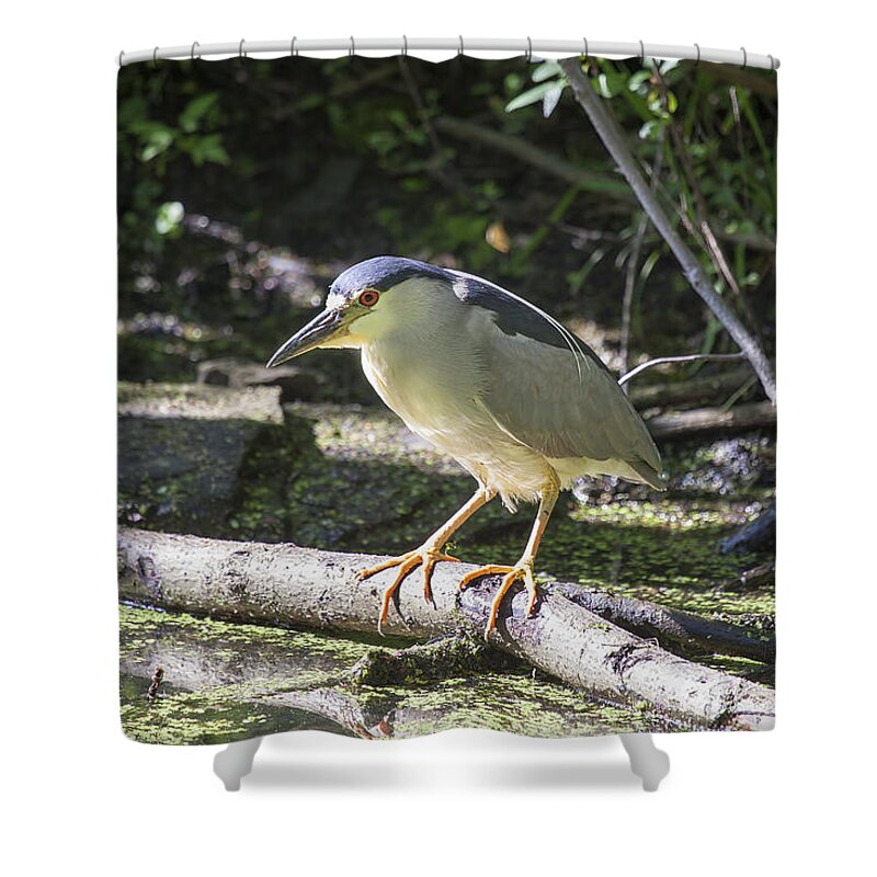 Heron Shower Curtain featuring the photograph Black-crowned Night Heron by Eunice Gibb