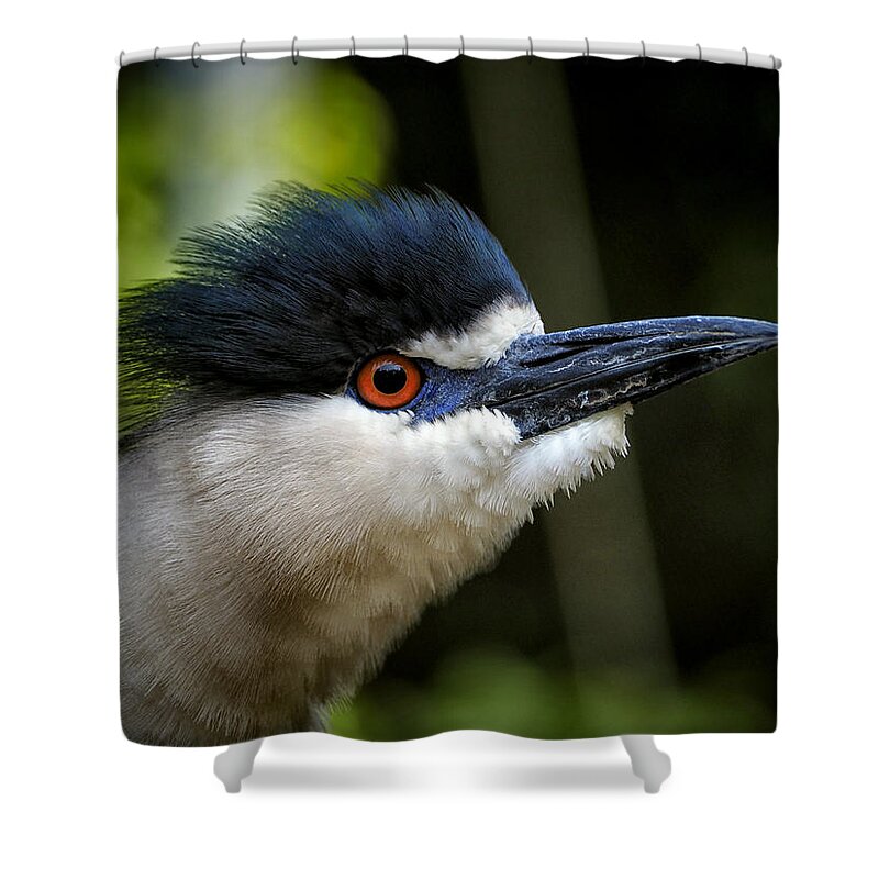 Black Crowned Night Heron Shower Curtain featuring the photograph Black Crowned Night Heron Ruffles His Feathers by Bill Swartwout