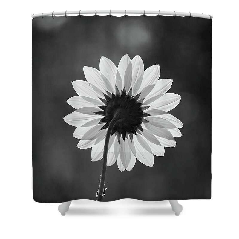 Flower Shower Curtain featuring the photograph Black-eyed Susan - Black And White by Stephen Holst