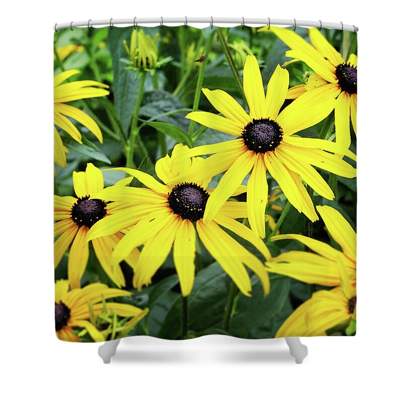 Daisies Shower Curtain featuring the photograph Black Eyed Susans- Fine Art Photograph by Linda Woods by Linda Woods