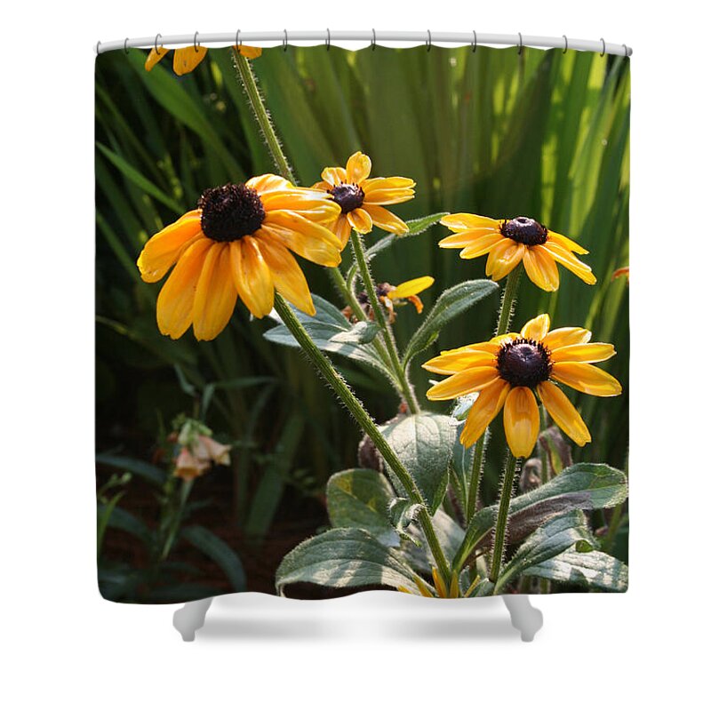 Flowers Shower Curtain featuring the photograph Black-Eyed Susans by Greg Joens