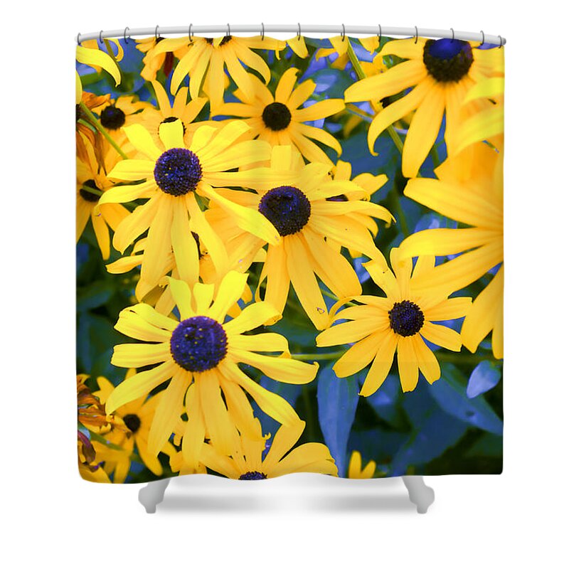 Aster Shower Curtain featuring the photograph Black Eyed Susans by Hugh Smith