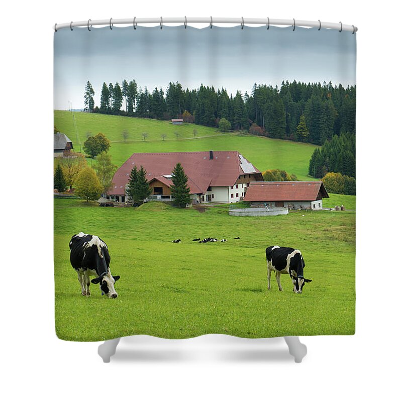 Black Forest Shower Curtain featuring the photograph Black Forest Cows Schwarzwald Germany by Matthias Hauser