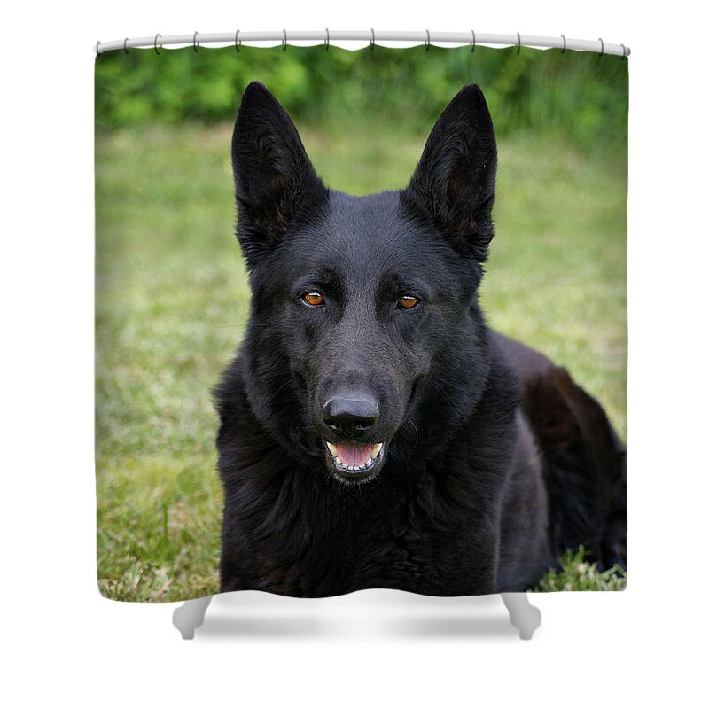 German Shepherd Dog Shower Curtain featuring the photograph Black German Shepherd Dog II by Sandy Keeton