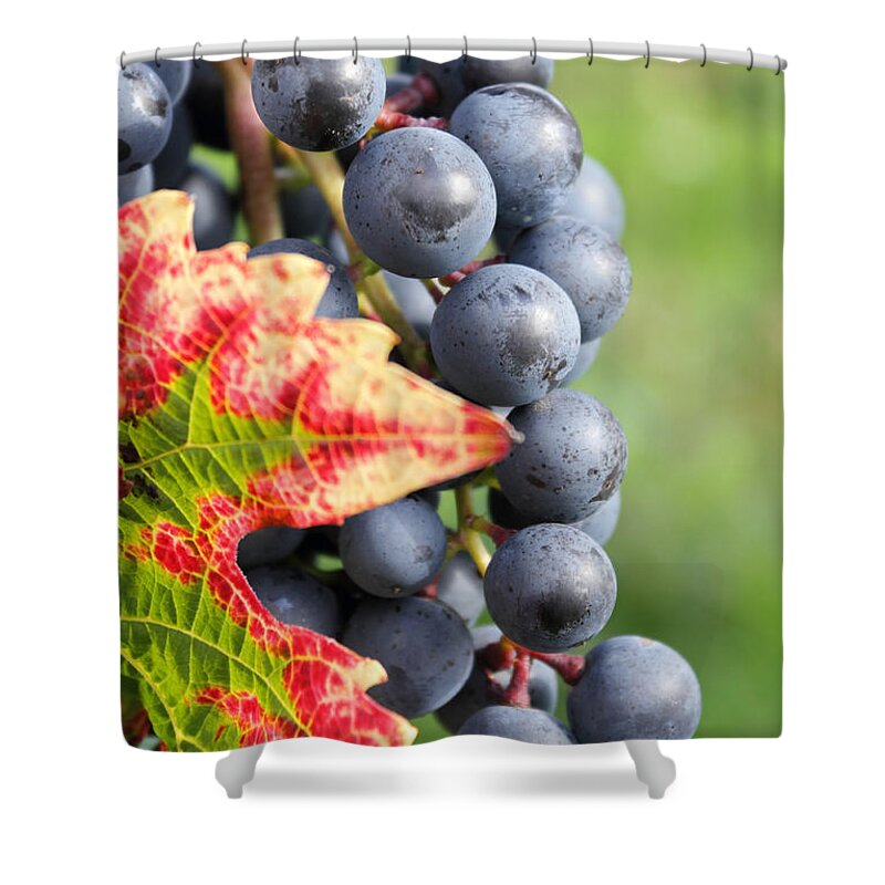 Black Grapes On The Vine Grape Grapevine Leaf Red Detail Close Up Vineyard Shower Curtain featuring the photograph Black Grapes on the Vine by Julia Gavin
