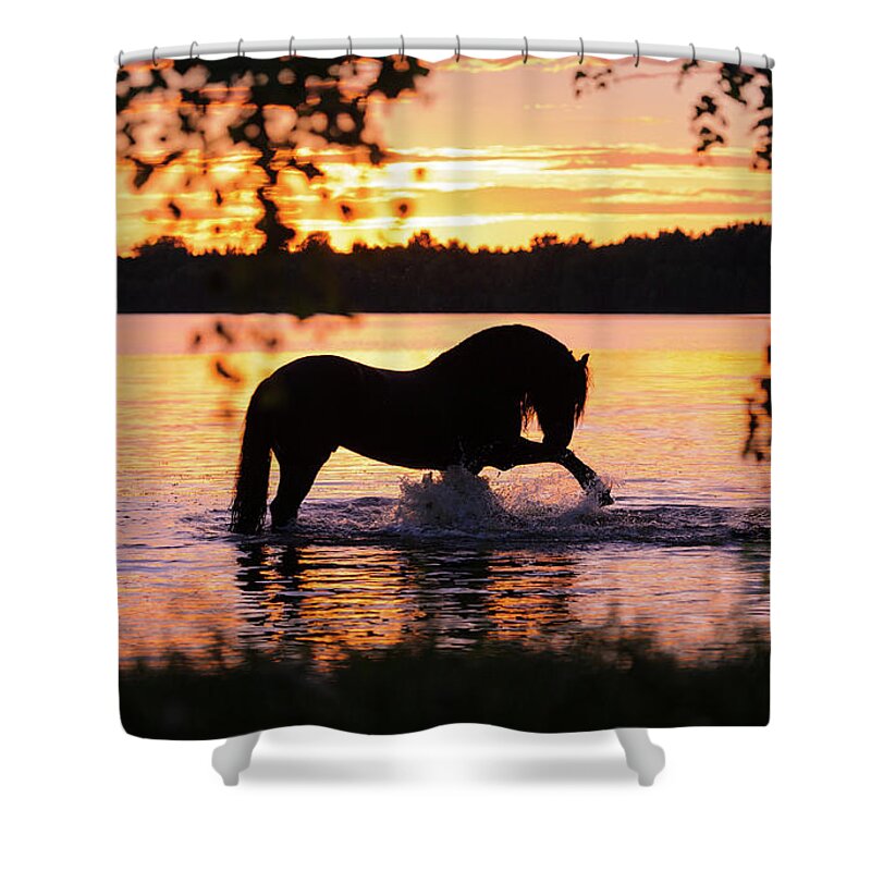Russian Artists New Wave Shower Curtain featuring the photograph Black Horse Bathing in Sunset River by Ekaterina Druz
