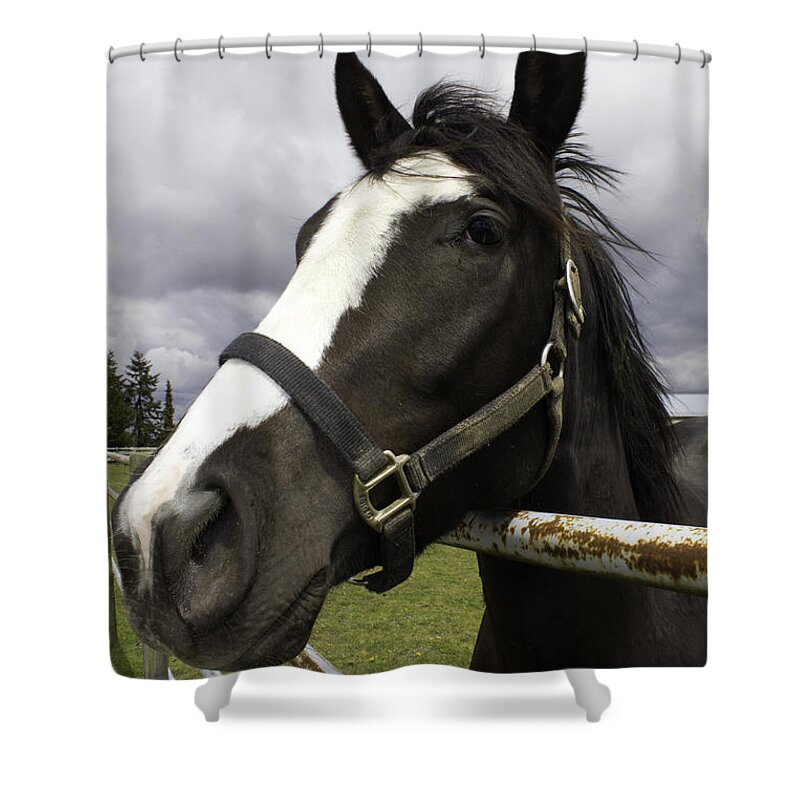 Black Horse With White Muzzle Shower Curtain featuring the photograph Black horse by Donna L Munro