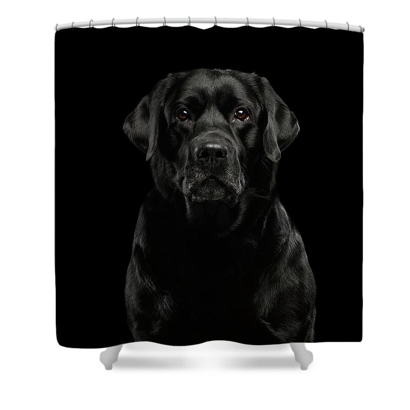 Winks Shower Curtain featuring the photograph Black Labrador by Sergey Taran