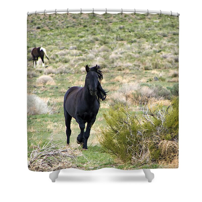Horses Shower Curtain featuring the photograph Black Mustang Stallion Running by Waterdancer