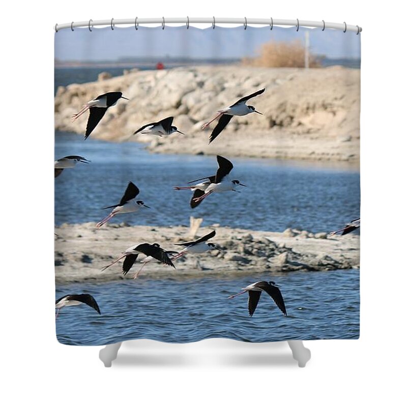 Black Shower Curtain featuring the photograph Black-Necked Stilts in Flight by Christy Pooschke