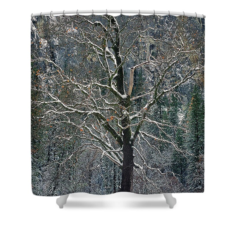 Black Oak Shower Curtain featuring the photograph Black Oak Quercus Kelloggii With Dusting Of Snow by Dave Welling