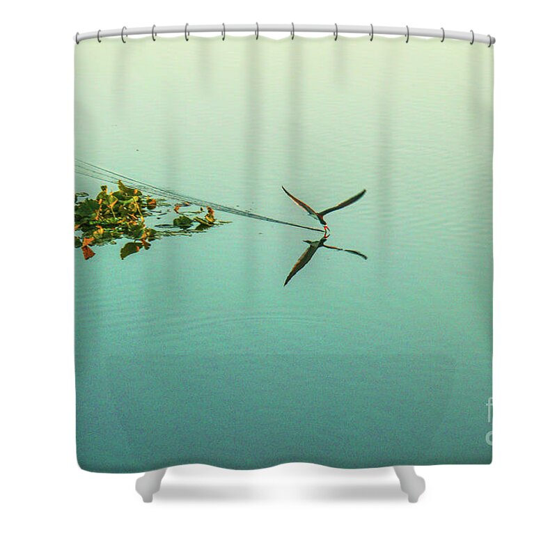 Black Skimmer At Sunset Shower Curtain featuring the photograph Black Skimmer At Sunset by Felix Lai