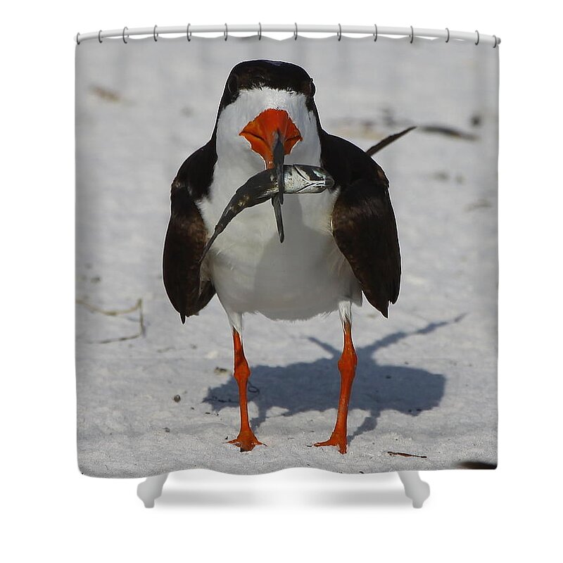 Black Skimmer Shower Curtain featuring the photograph Black Skimmer with dinner by Barbara Bowen