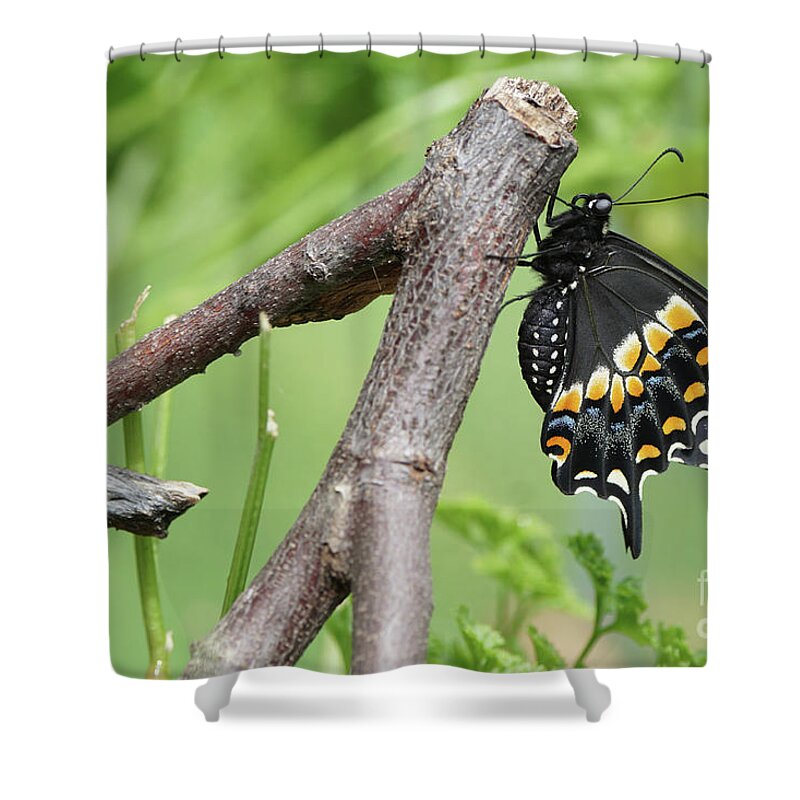 Black Swallowtail Shower Curtain featuring the photograph Black Swallowtail and Chrysalis by Robert E Alter Reflections of Infinity