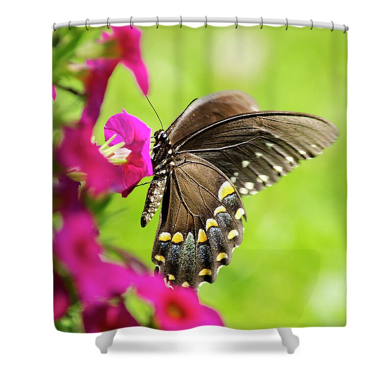 Black Swallowtail Butterfly Shower Curtain featuring the photograph Black Swallowtail Butterfly by Christina Rollo
