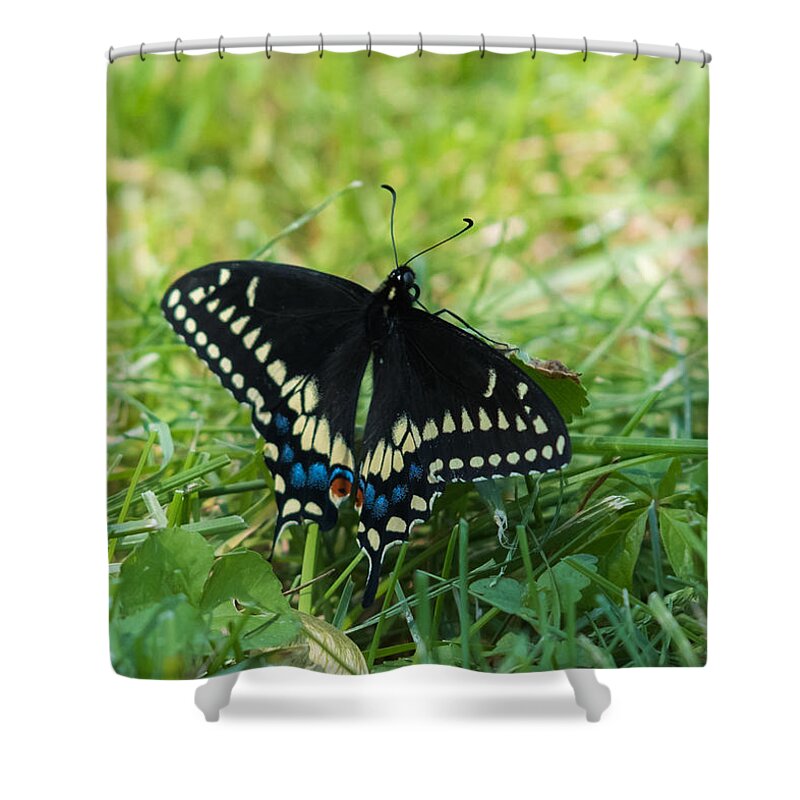 Black Swallowtail Butterfly Shower Curtain featuring the photograph Black Swallowtail Butterfly by Holden The Moment