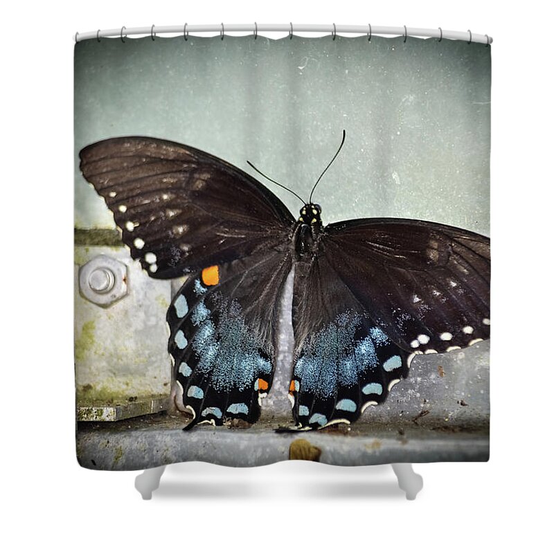 Butterfly Shower Curtain featuring the photograph Black Swallowtail on Window by Artful Imagery