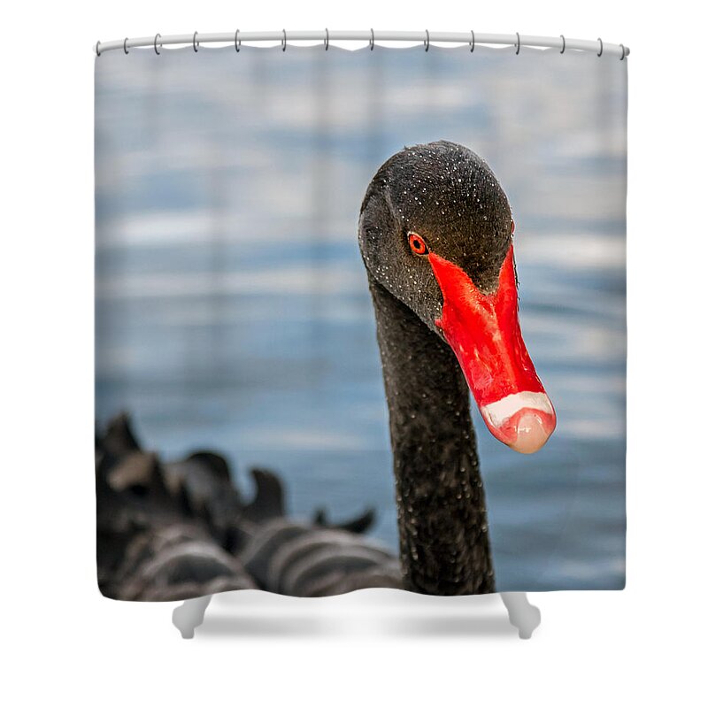 Black Shower Curtain featuring the photograph Black Swan by Nicholas Blackwell